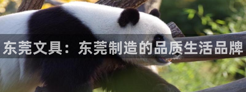 龙八国际app客户端下载安卓：东莞文具：